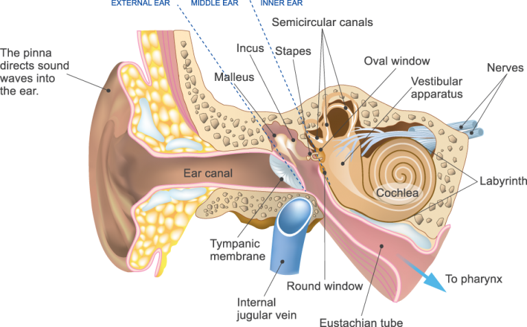 Hearing Loss Explained The Medical Centre Hearing Services